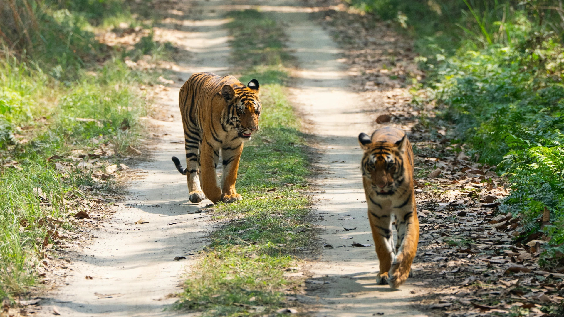 Tiger Safari India for French Tourists
