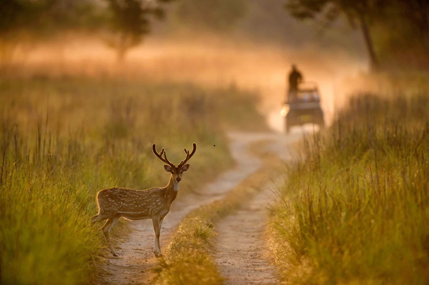 Wildlife safaris and nature experiences in Ranthambore