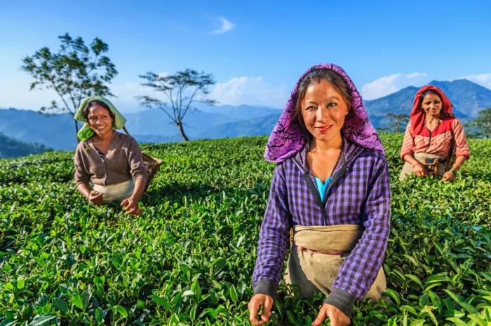 Lachung/Yumthang Valley